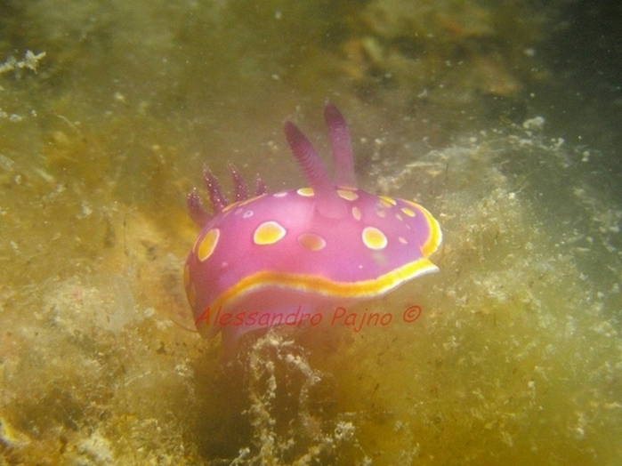 Chromodoris luteorosea (Rapp, 1827)